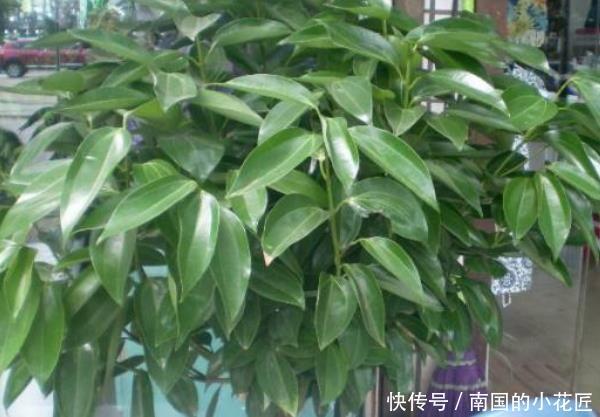  [三角梅]3种“盆栽树”，家里养上几盆，尤其最后一种，镇宅又去煞气！