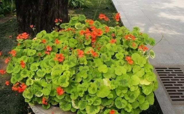 适合:适合新手栽培的天竺葵,花色绚丽好养活,常年花开“颜值”高!