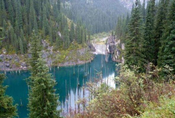 地震造成树木在水中“倒着长”吸引大批游客,专家:太不可思议了