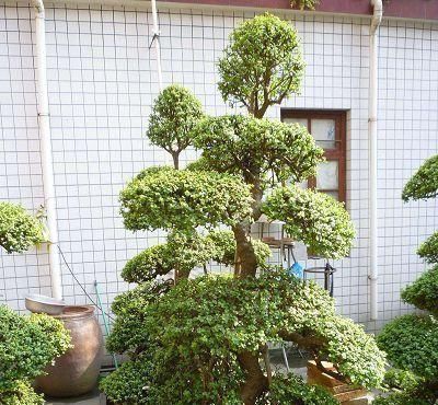  造型就：金枝玉叶修剪要勤快，否则长成八爪鱼！