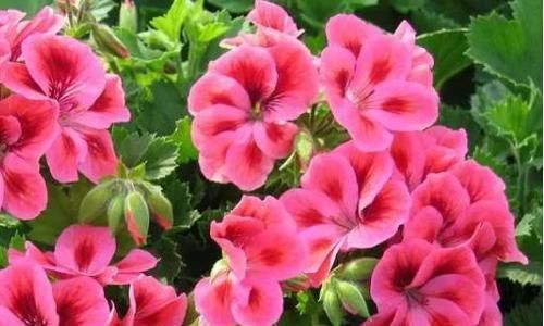  『温馨』养花就养这几款，好养易爆盆，四季花开不停，阳台变温馨花园