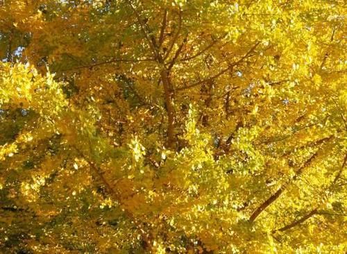 全国最美的深秋之景，景色美到逆天，绝对不要错过