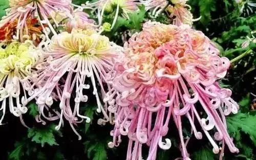  「州市」全国56市市花，太美了