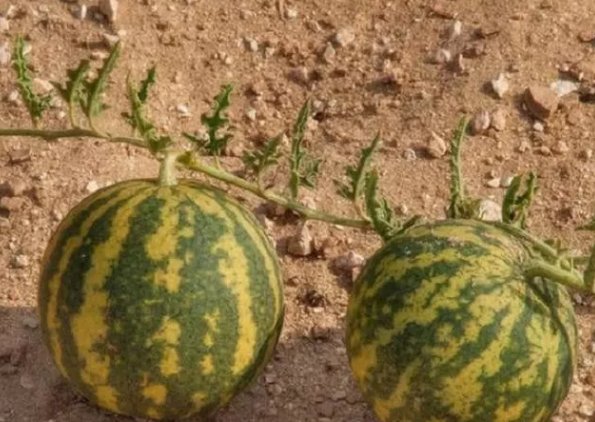 为什么说沙漠里的“玫瑰”可以捡，但“西瓜”千万不能碰？