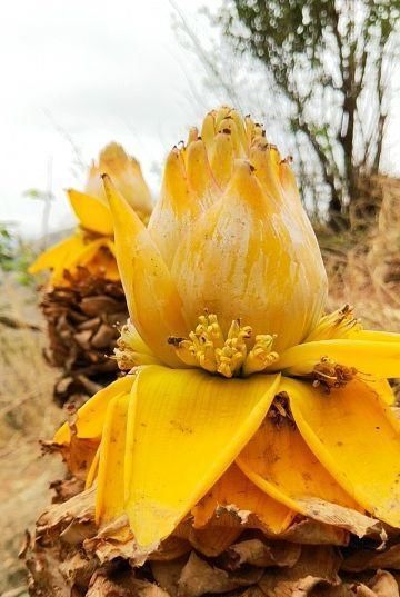 「涌出」苞叶比花还美的植物,宛如地面上涌出的金莲花,身份很神圣!