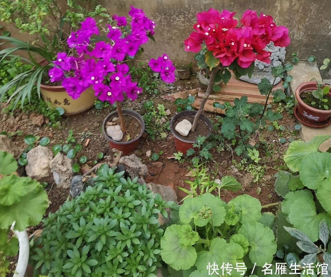  『光照』春天这5种花，要多晒太阳，不然光长叶子，开花少