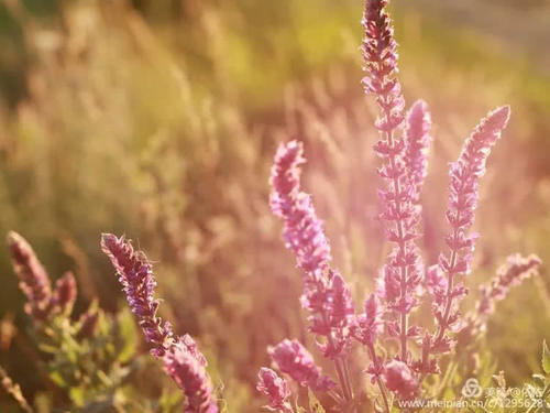 醉在托乎拉苏草原上