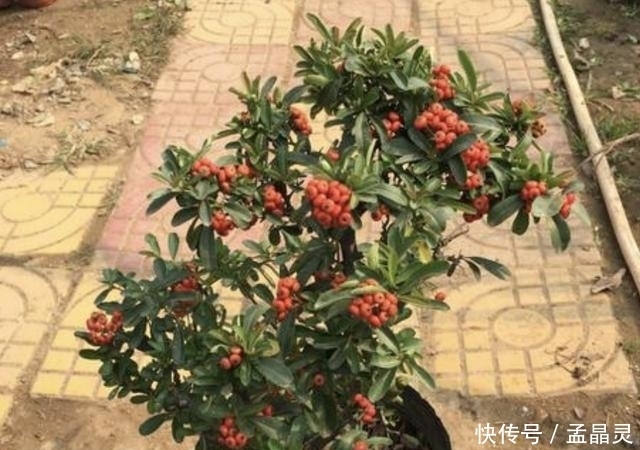 观赏价值:2020年,若是喜欢“观果树”,就养2种,3年后价值翻倍,挺值钱