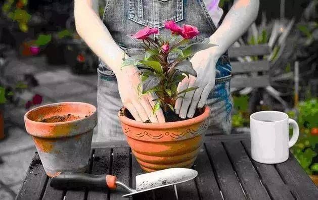  花盆■最佳翻盆时刻就剩最后几天了，错过翻盆你可能今年都见不到它开花