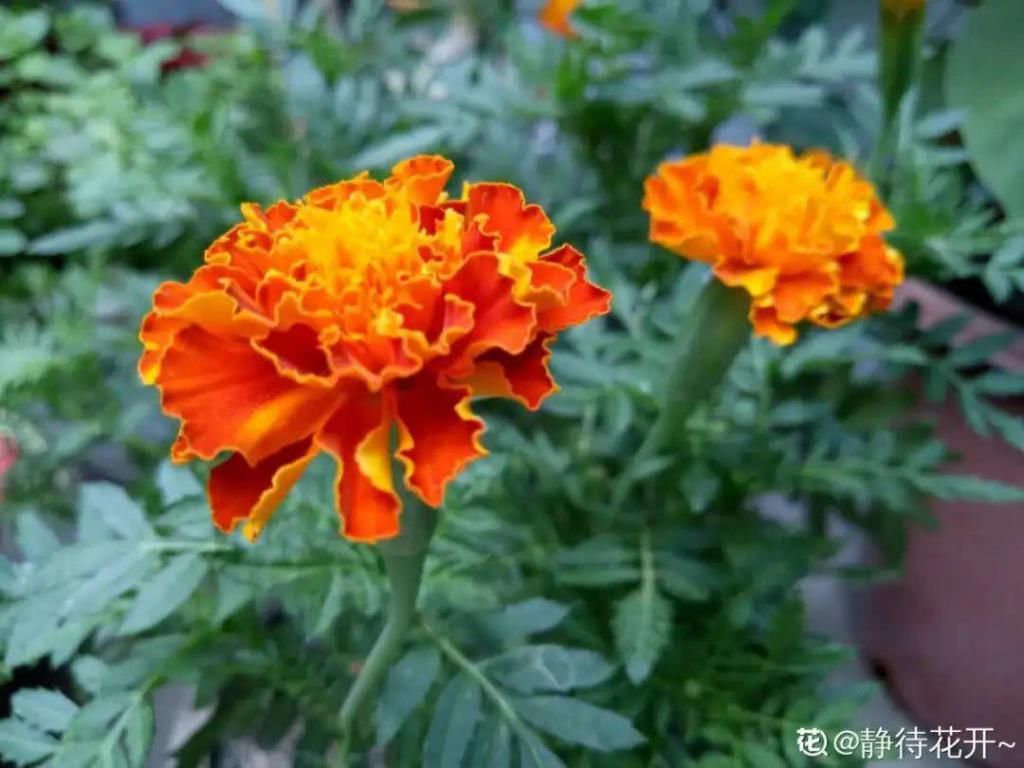 也可以:7种花插土里,立马长满院子,蚊虫不敢靠近!