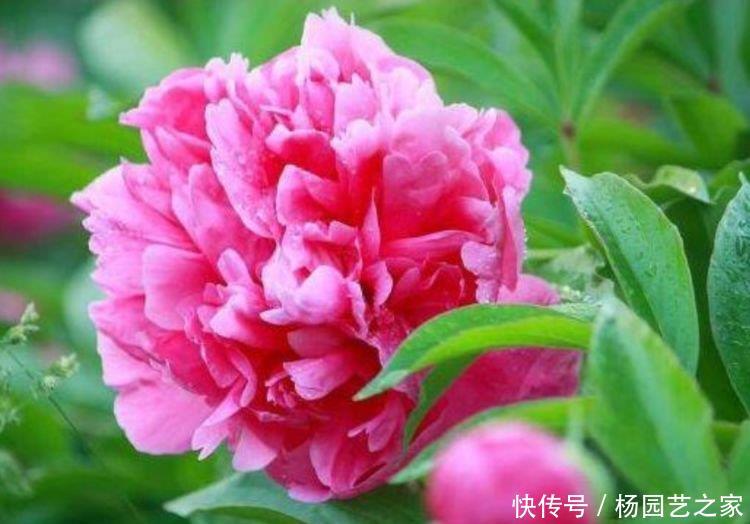  花色■四种花常年开花易爆盆，花开美观又大气，花色艳丽灿烂无双