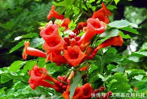  「值得」四月养花选它，爬藤之王凌霄花，养一盆开成花瀑布，值得拥有