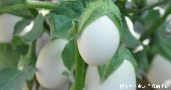 果实:阳台种植蔬菜首选白蛋茄,好看又美味,邻居见了表示羡慕!