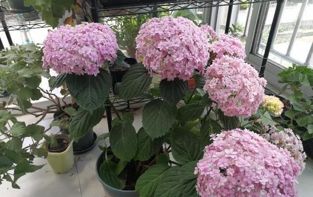  【盆栽】此款世界名花，花型硕大美丽，花期超级长，养护简单，是盆栽佳品