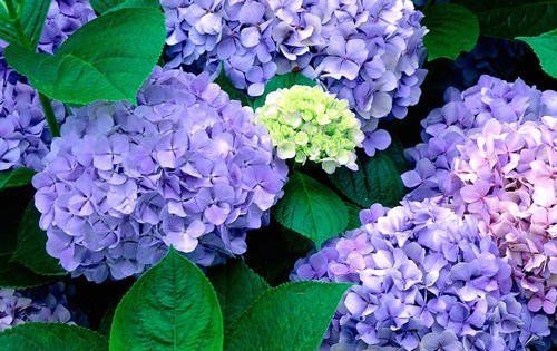  花钱|4种花太贵别买了,掐个枝就能活,能省不少买花钱!