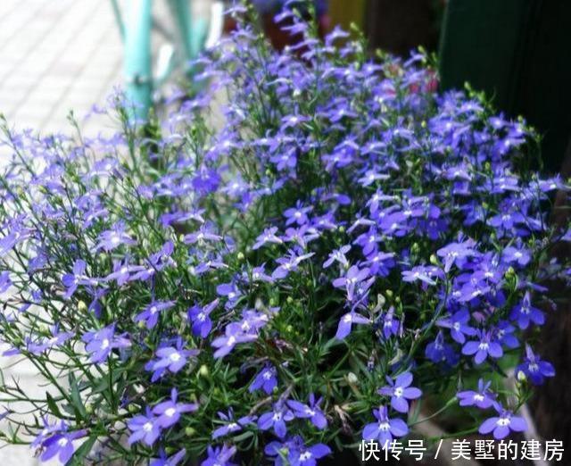 「蓝花」六倍利开出一片清爽靓丽的蓝花,长得快又好养,易开花爆盆