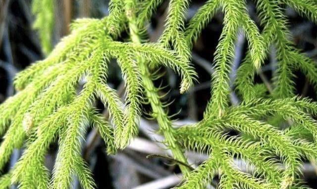 植物|小溪边,1种野草像“蜈蚣”,名称是“铺地蜈蚣”,甚是珍贵