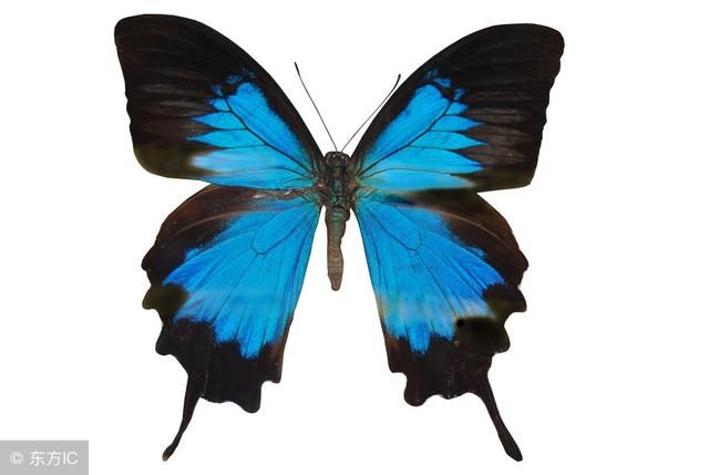 心理测试:测测你这一世天生的命运如何?哪一只