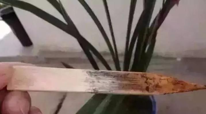  该浇水@别再“盲目”浇花了，花都是”被“浇死的，这样浇水才正确！