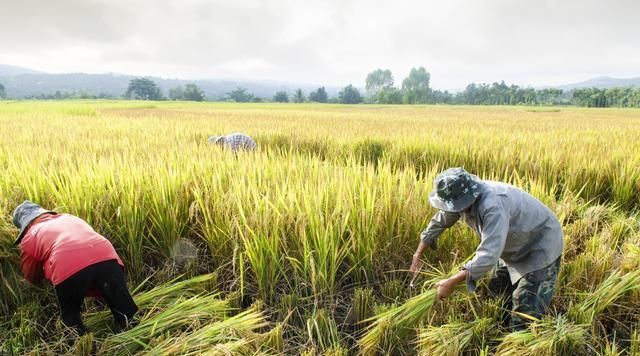  「防治效果不理想」水稻病虫害生物防控技术，可以取得良好的病虫害治理成效