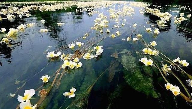  【水上】这种野菜浮在水上长，见到一定多摘些，“富贵菜”想吃到太难了