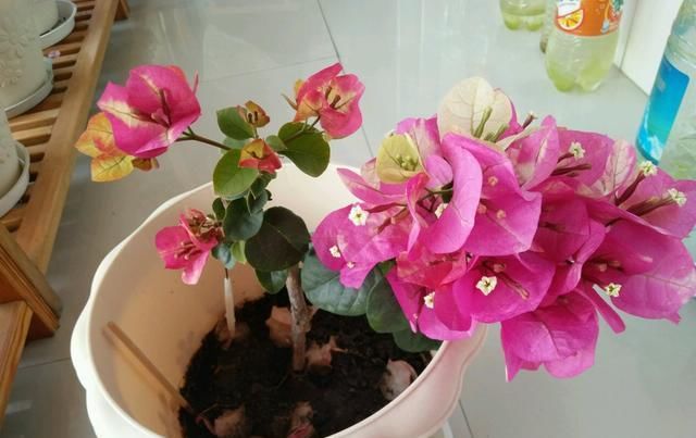 「盛花期的三」三角梅的盛花期间怎样管理