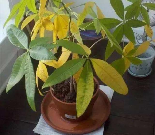  「光照」家里养发财树，不小心犯3种错误，植株易出现黄叶烂根