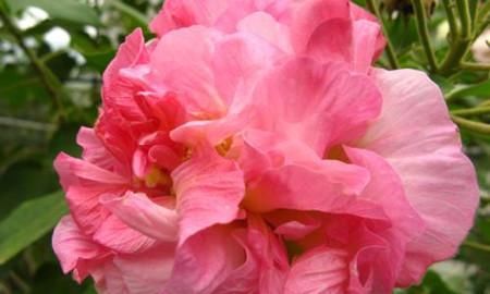 『植物』芙蓉花叶子长锈斑怎么办