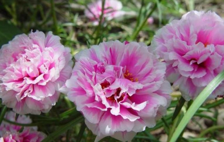  『有花赏』4种花是“开花高手”，开花多，开花长，养2盆“四季”有花赏！