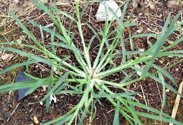  顽强@在农地里，别踩到1种“牛筋草”，植株珍贵，也顽强、长势快！