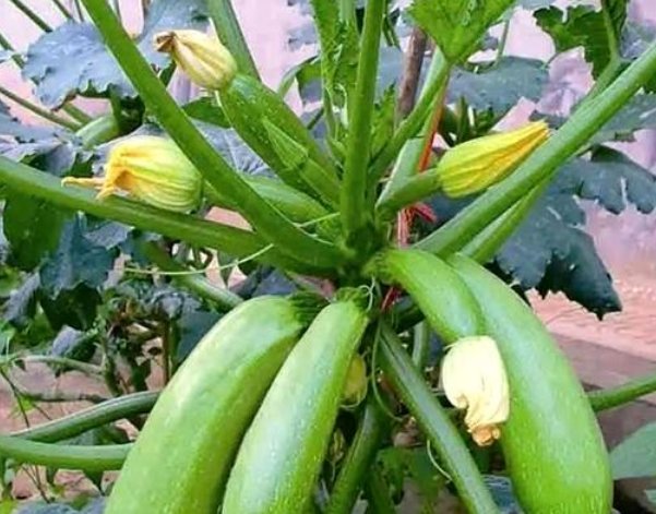  西葫芦：阳台盆栽“4种菜”,漂亮又好养,吃完一茬又一茬,不用出门买!