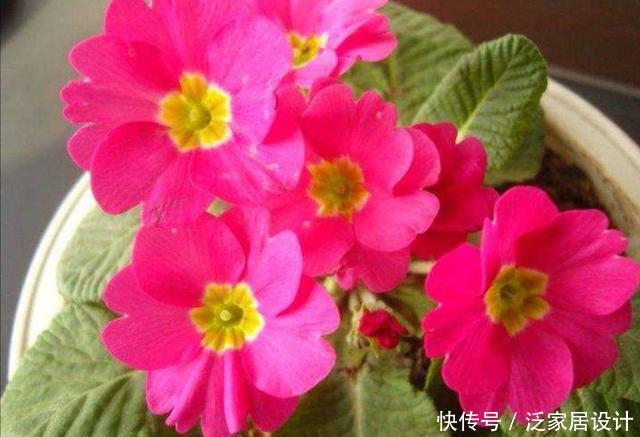  打造|冬天阳台要有8种花，开花艳丽，花香怡人，打造温馨小花园