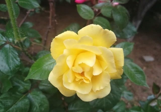  「多姿多彩」月季花：多姿多彩，美轮美奂，居然还能长到树上？