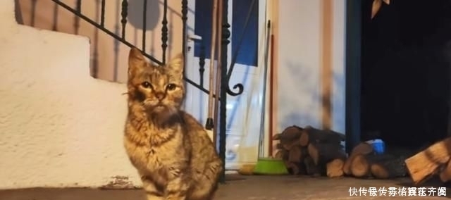 奶奶■瘦弱老猫流浪多年,因一碗剩饭而“隐居”村庄,每天凌晨叫醒奶奶