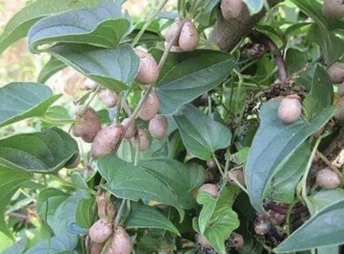  植物@在农村，有1种椭圆的“野果”，以往叫它“山药豆”，珍贵、少见