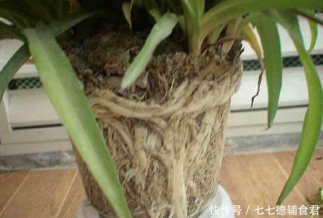 『婆婆』婆婆一不小心打破它,才发现其中的养花玄机!!!