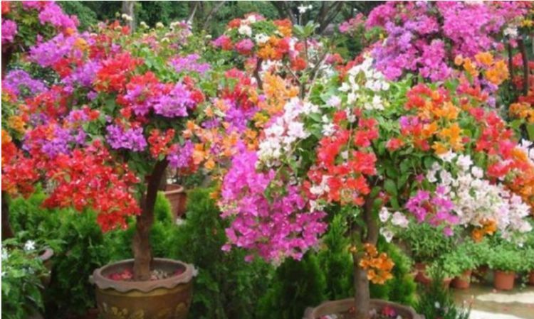  『特别』此花，好养花期长，它开花特别的漂亮。
