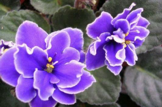 『懒人』适合懒人养的“四季花”，一年开花200天，养在阳台四季绚烂，美