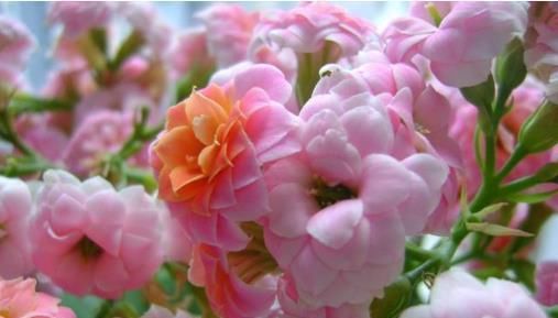  『花钱买』这3种花,不用花钱买,学会“1招”,哗啦啦养出一大片,美得冒泡