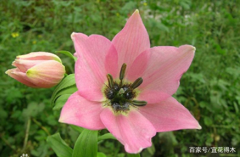  【传统】濒危物种｜百合是我国传统名花，您可见过开瓣豹子花？