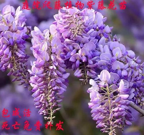  发现@无意间发现的花苗！花开时招蜂引蝶，阳台瞬间成小花园