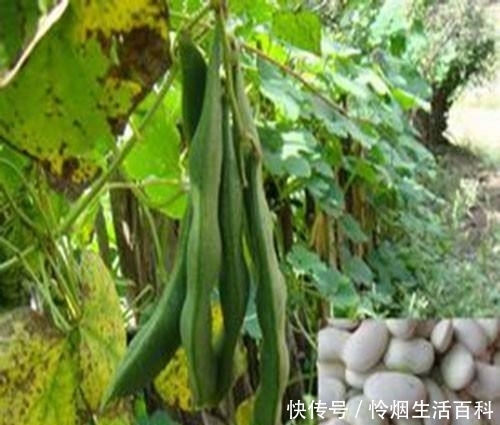 玉米地里可以套种哪些蔬菜，简单而且好管理的，老农说种芸豆角