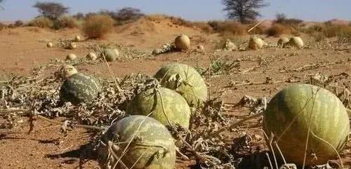 在沙漠探险时，即便是非常口渴，遇到地上的西瓜也要忍着，不能碰