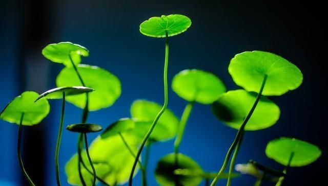  植物@养铜钱草，做好“4点”，叶子圆润如翡翠，盆里满是大“铜钱”！