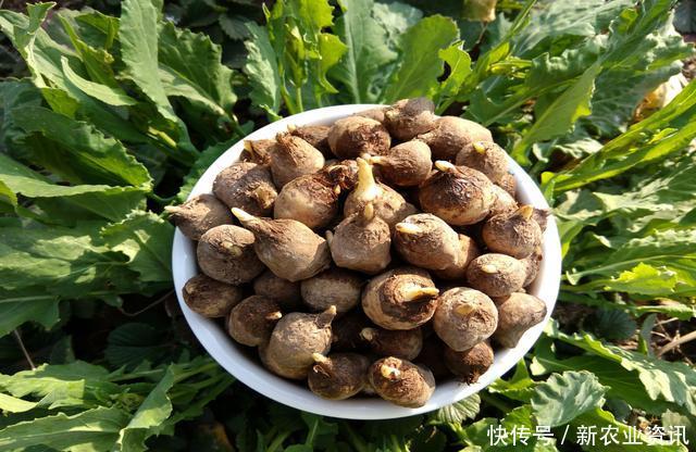  #半夏#每亩收获1500斤，收购价比去年略低，农民依旧靠它致富脱