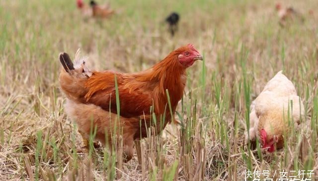  养猪：鸡在农村很常见，但它的寿命又是多少呢？大多都不知道