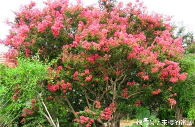  #鸡蛋和油渣#苏大爷家的紫薇树年年“开满枝”，他偷偷说：我给树“开荤”了！