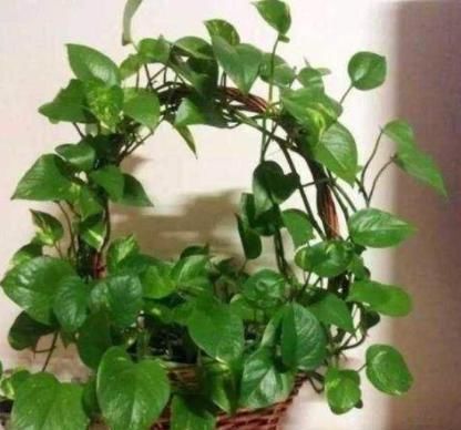  【花草】塑料瓶多要扔掉？1招变身“养花神器”，防寒又保暖，夏季能保湿