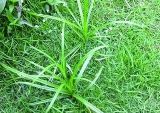  乡下@乡下有种野草遍地都是，竟有珍贵价值？是啥呢？