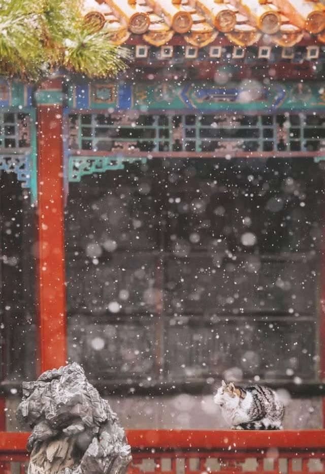 一年 30 多趟故宫,只为拍摄超赞「故宫猫咪图籍」!